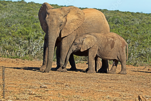 Large female elephant with baby standing together