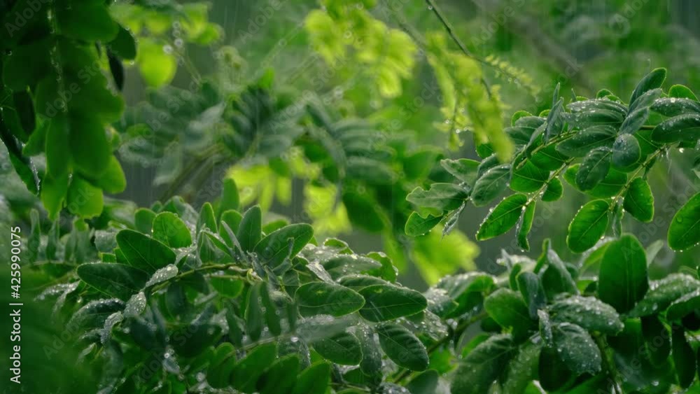The green leaves are wet in the rain The wind stirs through gently. In the evening of the rainy season. The green leaves are wet in the rain The wind stirs through gently. In the evening of the rainy season.