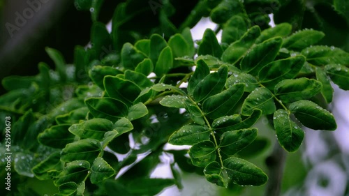 The green leaves are wet in the rain The wind stirs through gently. In the evening of the rainy season. 