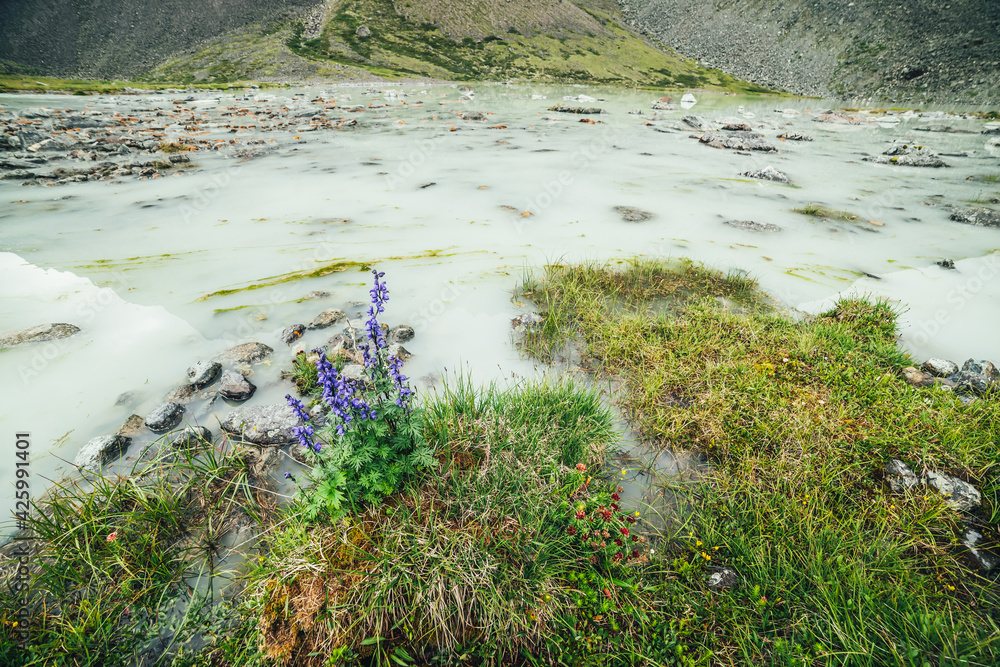 Vivid alpine landscape with beautiful purple flowers of larkspur and green grasses on shore of waterlogged mountain lake. Bright mountain scenery with wild flora of highlands near swampy mountain lake