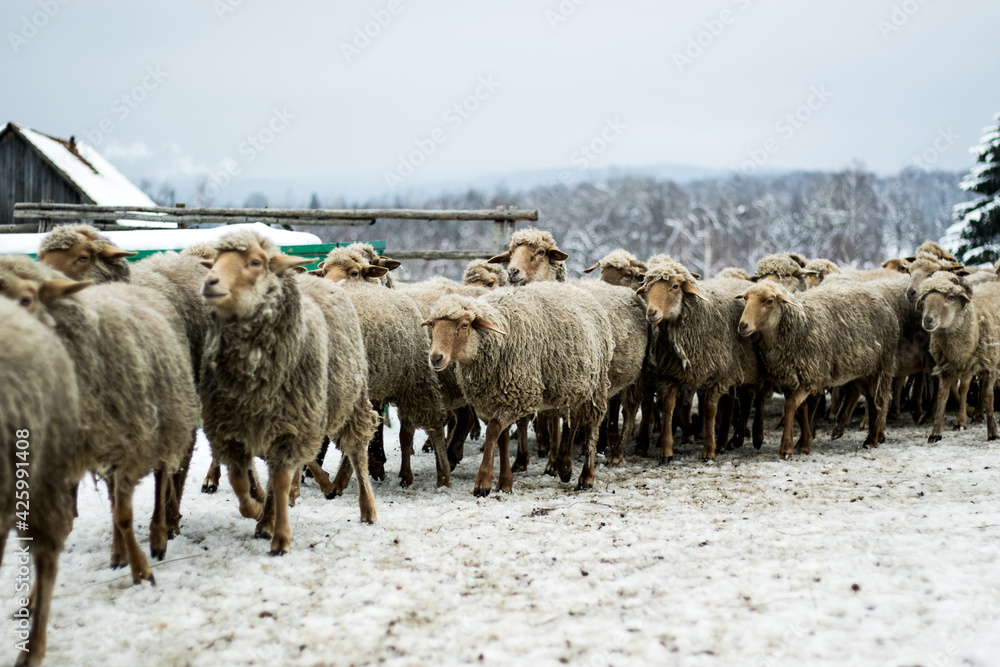 Obraz premium Shot of a herd of sheeps in a sheepfold during winter 