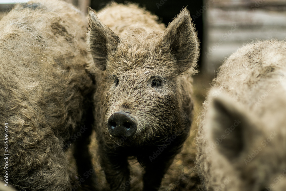 Shot of a hungarian mangalica pig in natural habitat Shot of a hungarian mangalica pig in natural habitat