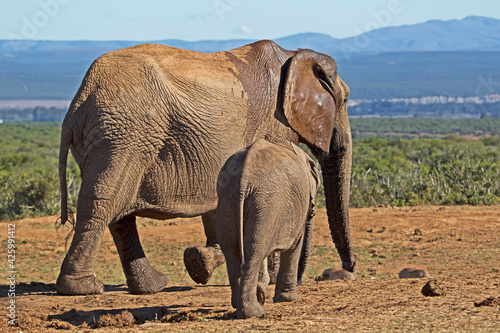 Mother and baby elephant walking from waterhole