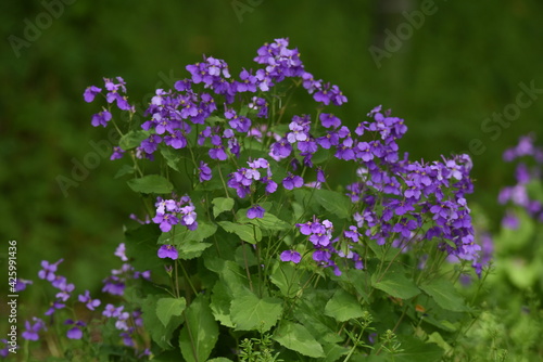 Chinese violet cress (Orychophragmus Violaceus). Brassicaceae plant. photo