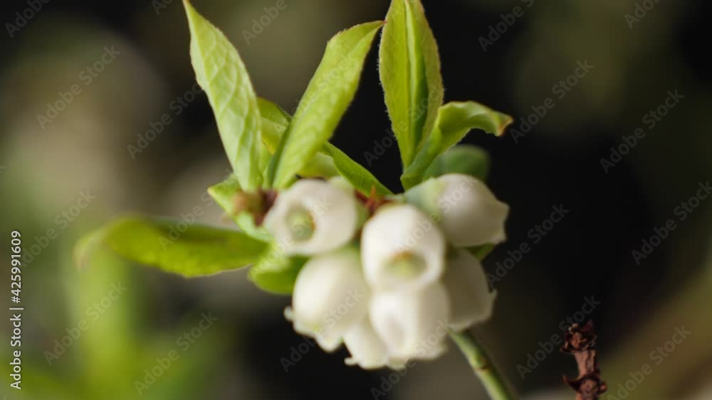Macro backward dolly setting white blueberry blossom into focus Macro backward dolly setting white blueberry blossom into focus