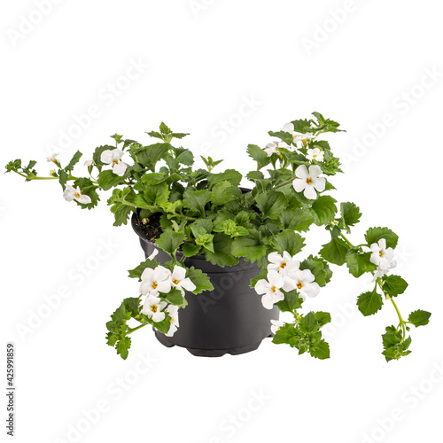 Potted Bacopa monnieri