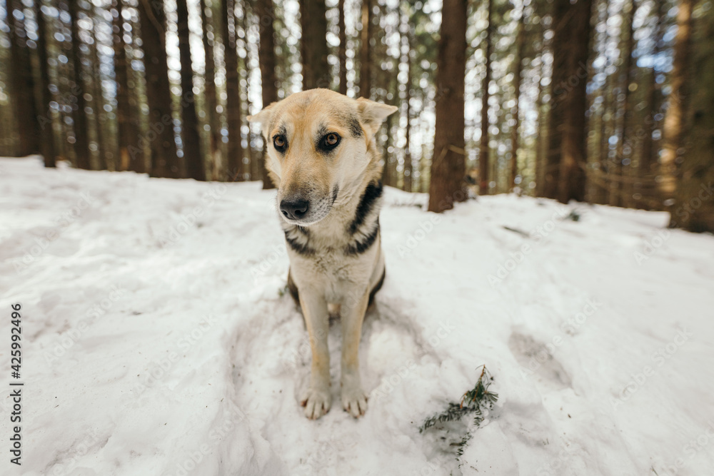 A dog that is covered in snow