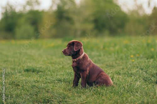 A close up of a dog running in the grass