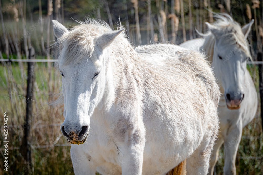 Obraz premium Mother and baby Camargue horses during springtime in the south of France