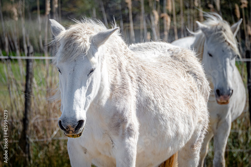 Mother and baby Camargue horses during springtime in the south of France