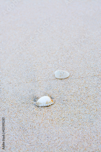 Sea shells on sand., Sea shell on the tropical sandy beach and Space for text.