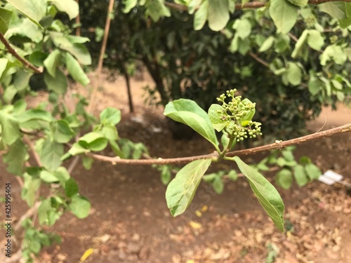 Agnimantha (Premna serratifolia), ayurvedic medicinal plant. photo