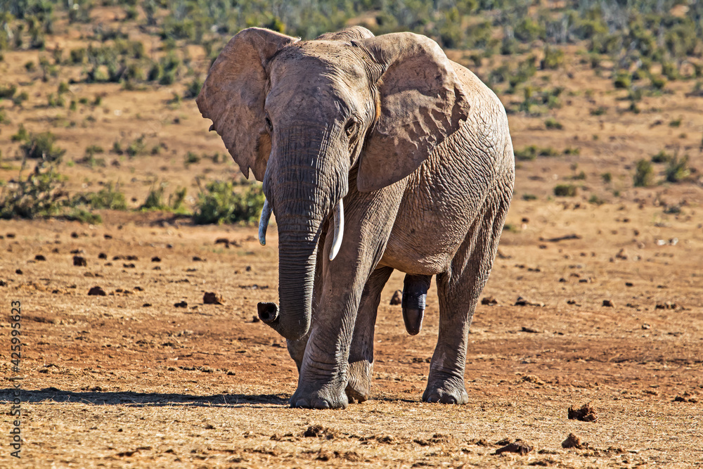 Fototapeta premium Large bull elephant walking towards camera