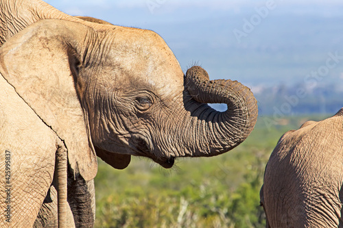 Juvenile elephant with trunk rolled on face