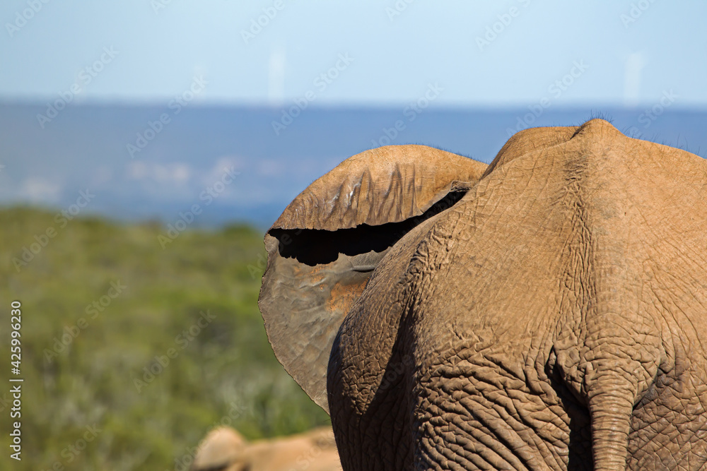 Rear view of elephant with ear outstretched