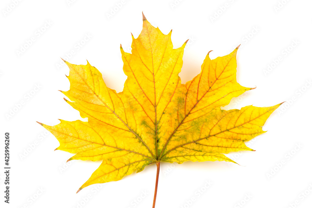 Autumn maple leaf close-up on white background. rich color background Autumn maple leaf close-up on white background. rich color background