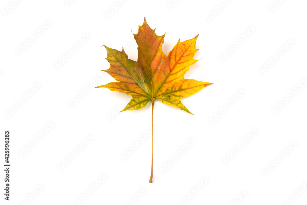 Autumn maple leaf close-up on white background. rich color background Autumn maple leaf close-up on white background. rich color background