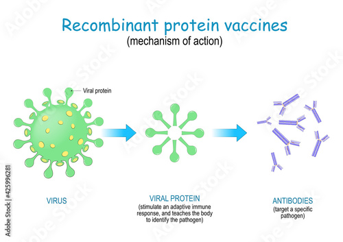 Recombinant protein vaccine. mechanism of action