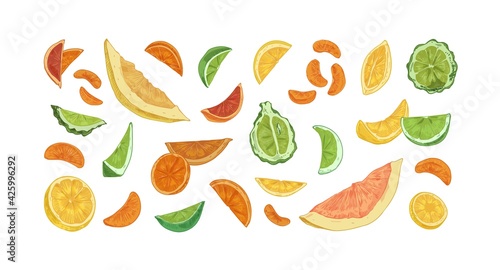Set of different citrus fruits isolated on white background. Hand-drawn slice...