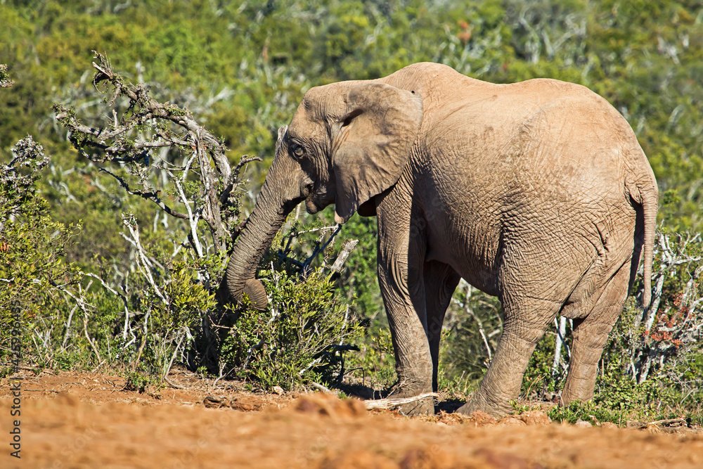 Fototapeta premium Elephant tearing down bush for feed