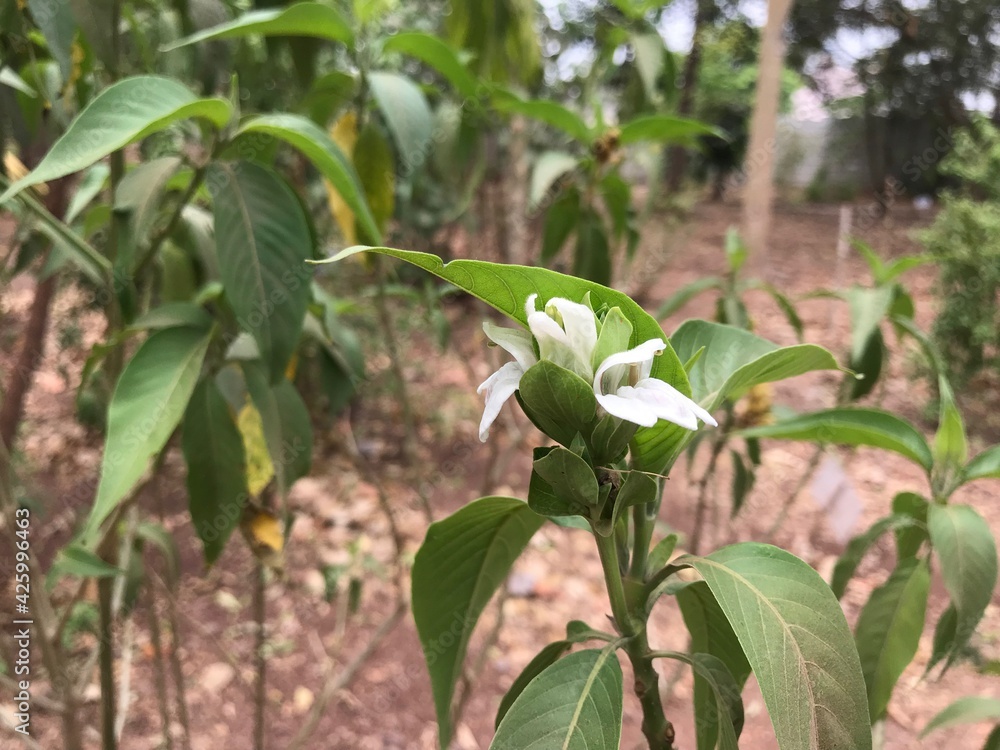 Justicia adhatoda,vasa,Vasaka,adosa or adulsa Traditional asian indian ...