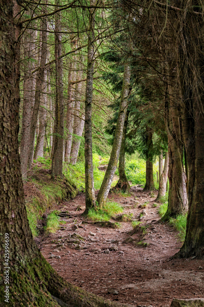 Path through dark forest