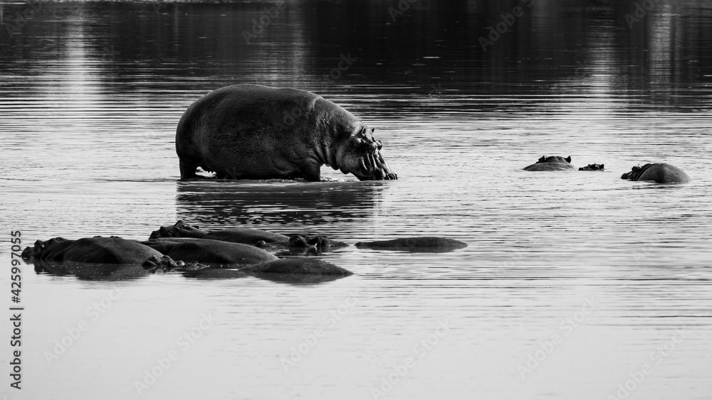 Fototapeta premium Pod of hippopotamus in the waterhole