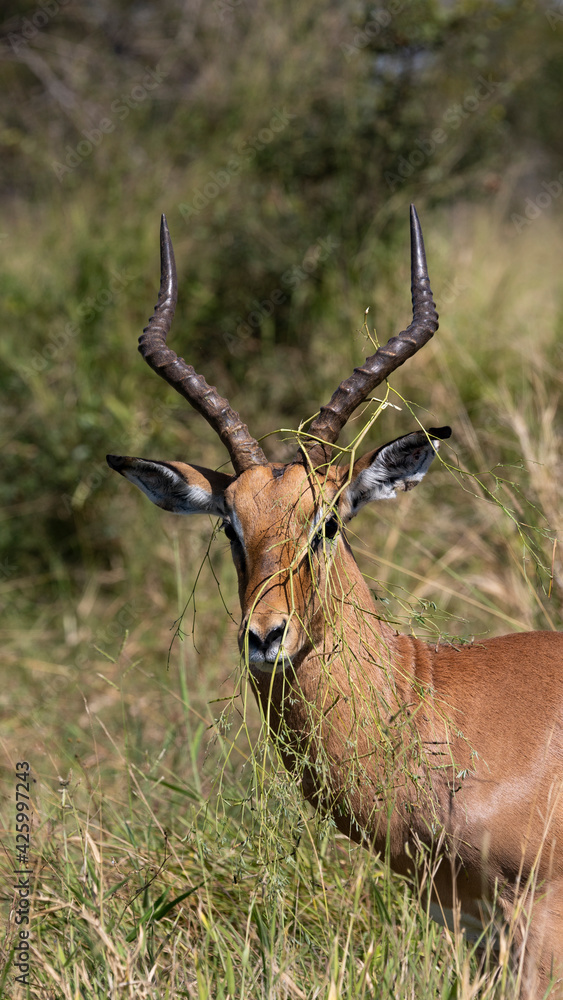Impala ram with vegetation stuck between his horns Impala ram with vegetation stuck between his horns
