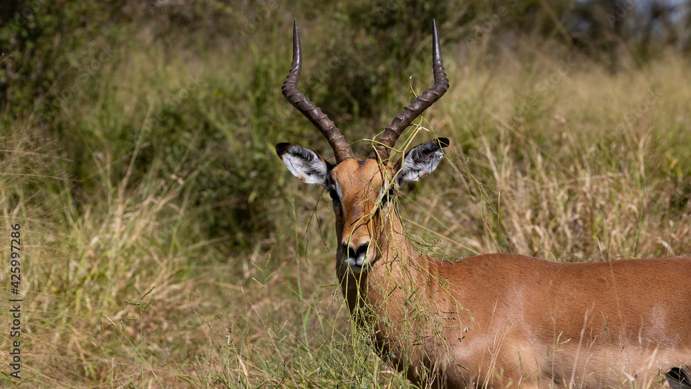 Impala ram with vegetation stuck between his horns