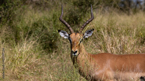 Impala ram with vegetation stuck between his horns