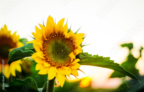 Large sunflower in a sunflower field before a beautiful sunset