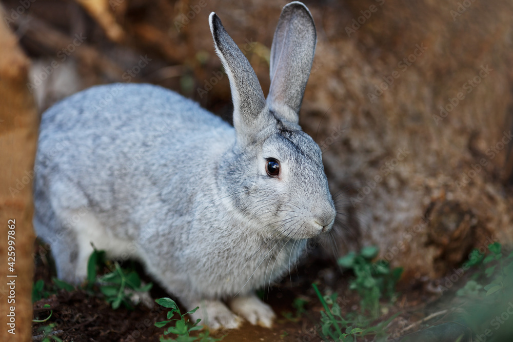 Fototapeta premium Wild, grey young rabbit eating grass and grooming on a Summer's morning in nature. Rabbit is facing right. Space for copy. Horizontal.