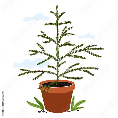 Young Christmas tree in a clay pot. Preparation for planting a tree. Gardening season.