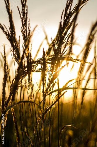 wheat field at sunset  evening sunset in a field of dry grass  grass in the evening in a field at sunset  beautiful sunset atmosphere in nature