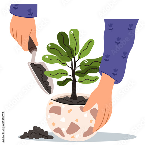 Hands are transplanted into a flowerpot. Nursery and care for indoor plants. Woman putting sprout in ceramic terrazzo pot with soil. Home gardening relocating house plant.