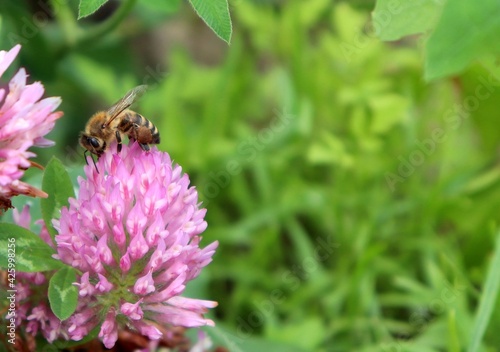 Macro honeybee pollinating purple blooming Clover flower. Apis Mellifera bee on trefoil blossom. Antennae, pollen baskets full. Closeup, detail, bokeh blur background, copy space. Soft selective focus © Constellaurum