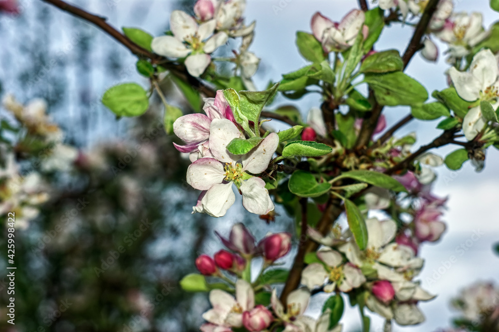 apple blossoms on a branch