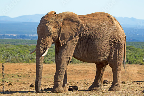 Large female elephant standing in veldt