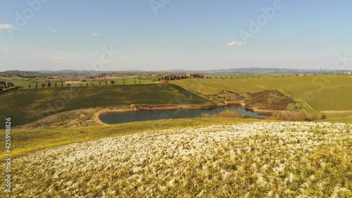 wheat field in summer tuscany countryside