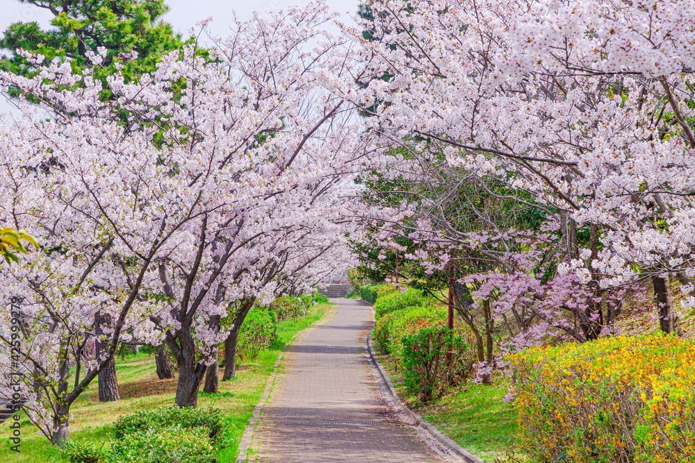 南芦屋浜ウォーターパークの桜風景 兵庫県芦屋市陽光町にて 南芦屋浜ウォーターパークの桜風景 兵庫県芦屋市陽光町にて