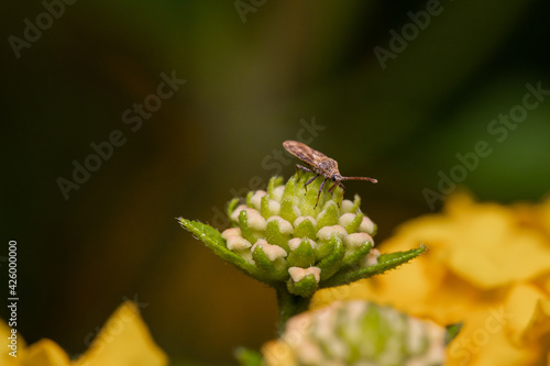 Insect sitting on flower 