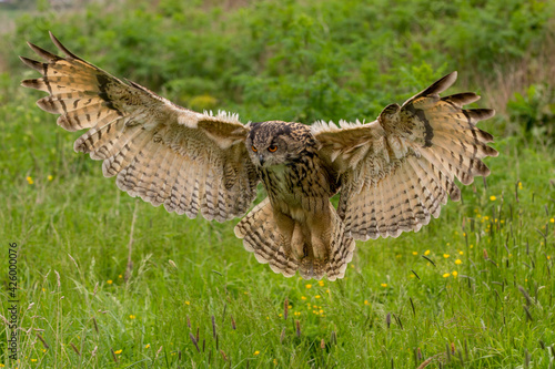Captive Eagle Owl