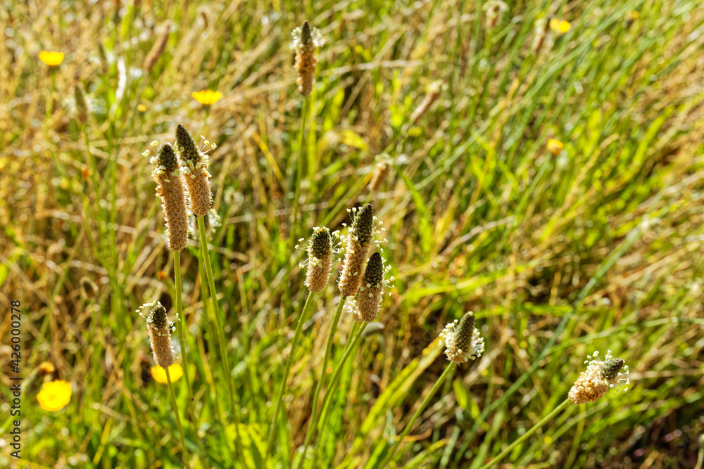 Grass flowers with delicate stamen