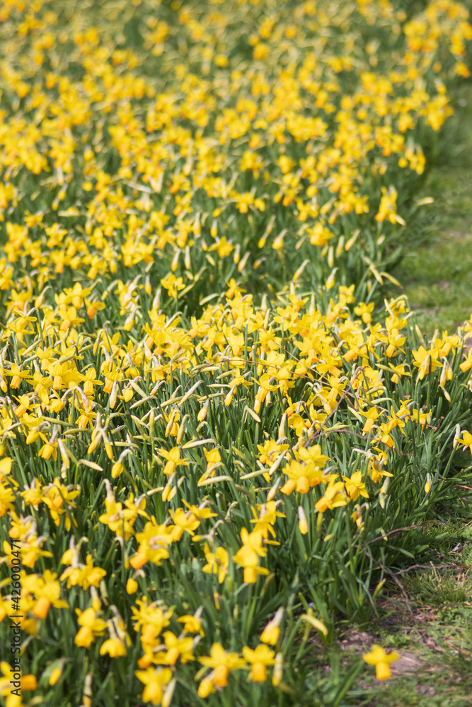 field with yellow spring narcissus flowers