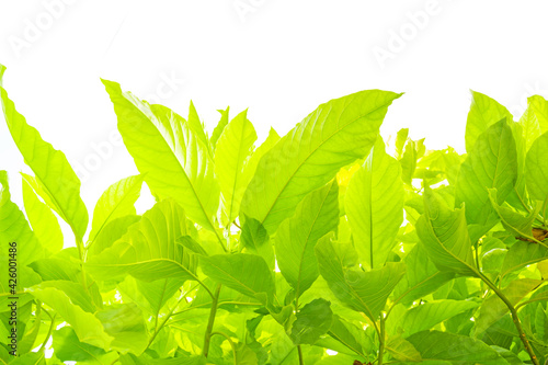 Green leaves isolated on white background. Pisonia Grandis.Young leaves of green trees in the daytime.shallow focus effect. photo