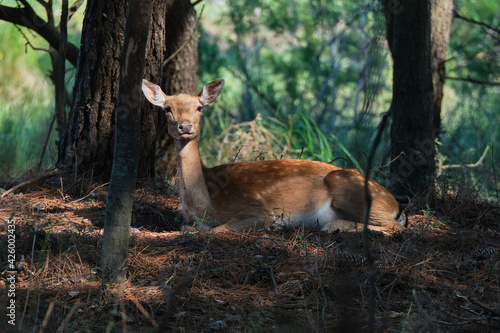 Portrait of a deer resting into the woods © matteofabbri