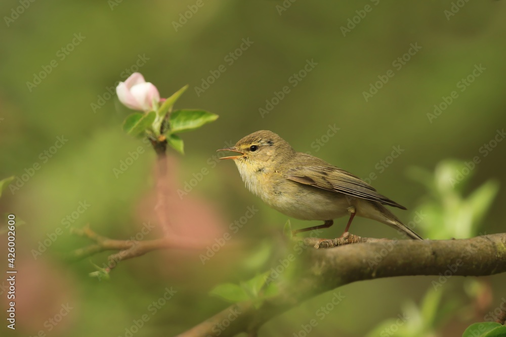 willow warbler sitting on the blooming branch. Phylloscopus trochilus. Wildlife scene fron nature. Song bird in the spring willow warbler sitting on the blooming branch. Phylloscopus trochilus. Wildlife scene fron nature. Song bird in the spring