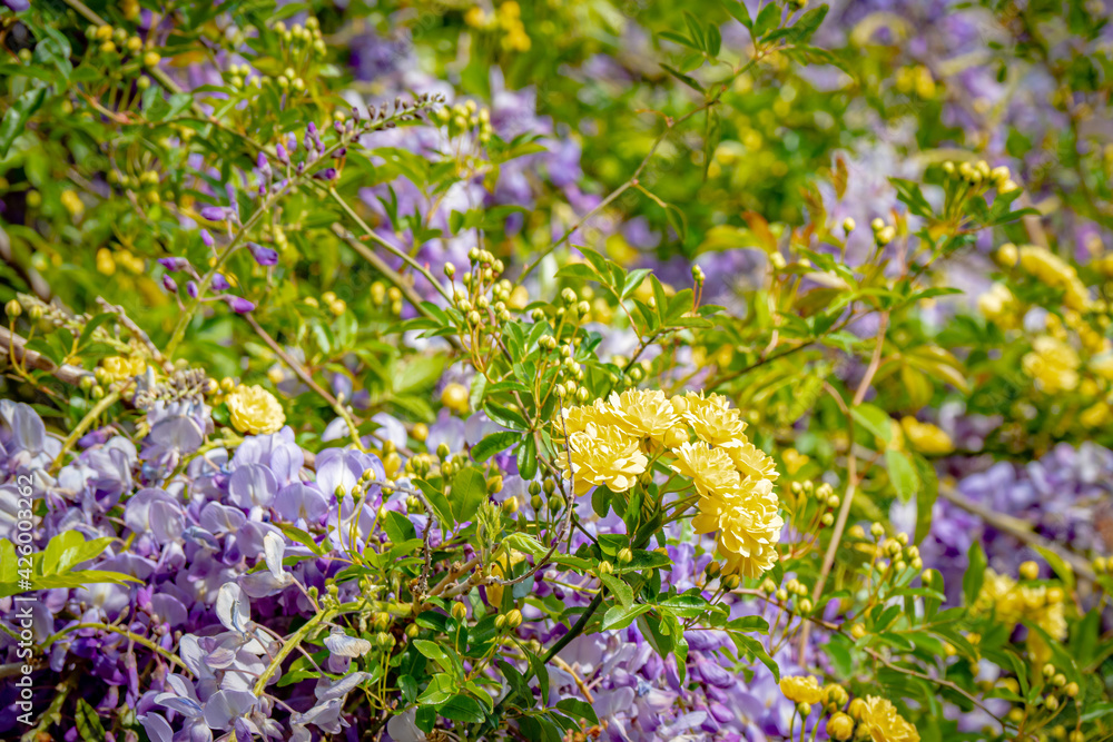 Stunning colours explode out of the Garden of this castle in Villeneuve les Avignon in France Stunning colours explode out of the Garden of this castle in Villeneuve les Avignon in France