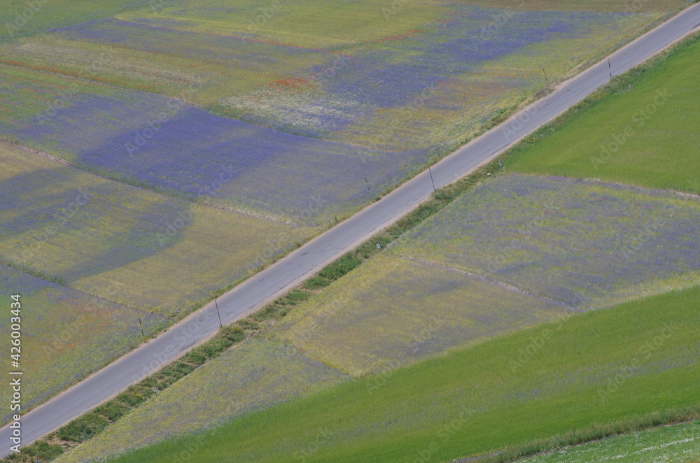A road diagonally crosses the Castelluccio da Norcia plateau, among spring blooms of poppies, cornflowers, lentils and wild flowers, Umbria, Italy