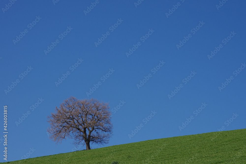 Lonely tree on the green meadow silhouetted against the blue sky Molise, Italy Lonely tree on the green meadow silhouetted against the blue sky Molise, Italy